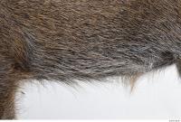 boar fur 0015